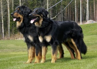 F-litter